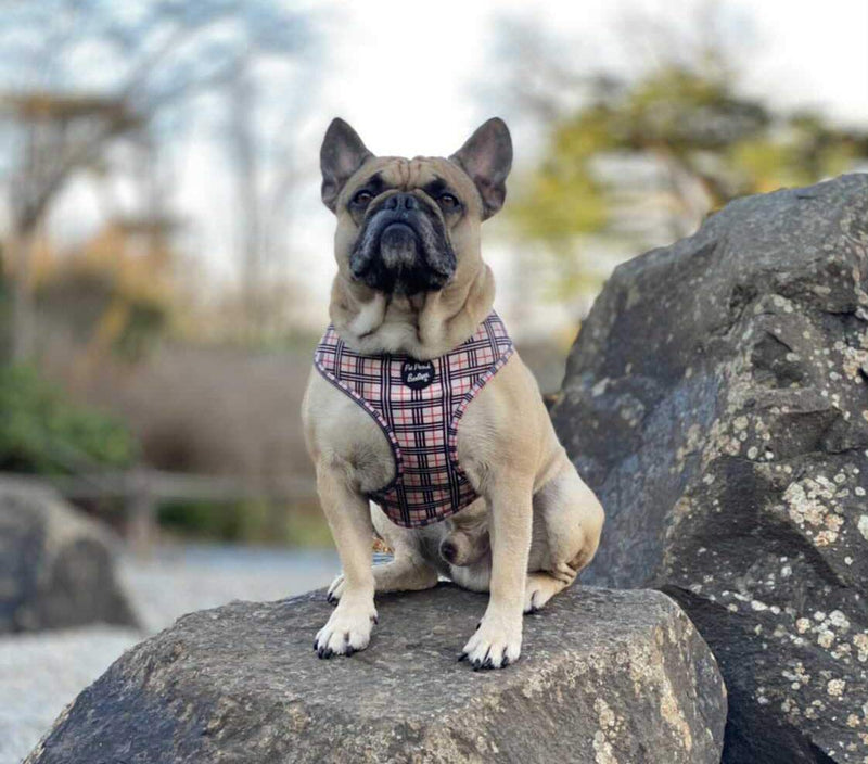 Pet Pooch Boutique Barkberry Windsor Dog Collar Medium - PawsPlanet Australia