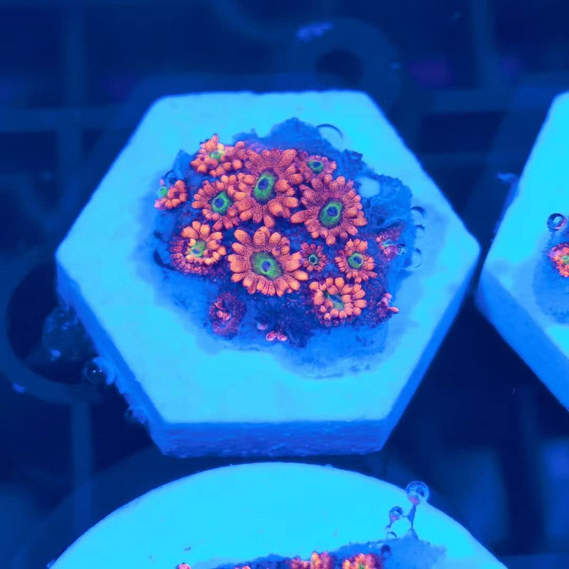 Aquarium Choice Big Size Ceramic Coralline Coral Frag Plugs Coral frag Plate Base 10 Pieces 1.96 Inch Hexagon Size Coral Tiles - PawsPlanet Australia