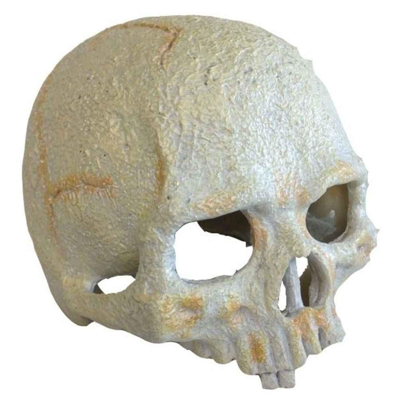 Exo Terra Primate Skull, Small - PawsPlanet Australia
