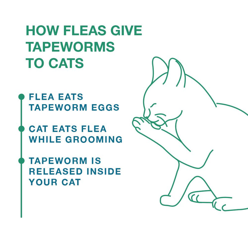 Elanco Tapeworm Dewormer (praziquantel tablets) for Cats, 3-Count Praziquantel Tablets for Cats and Kittens 6 Weeks and Older - PawsPlanet Australia