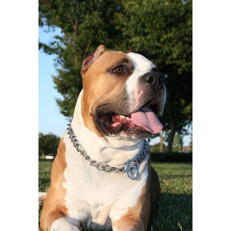 Silver Phantom Jewelry Designer Pitbull Dog Collar, 20mm Wide, 680 lbs, 24 Inch - Silver - PawsPlanet Australia