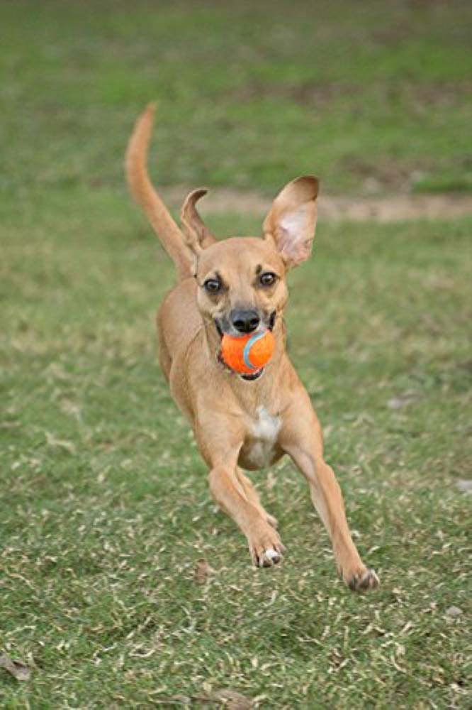 Chuckit! Tennis Ball Small 2-Pack - PawsPlanet Australia