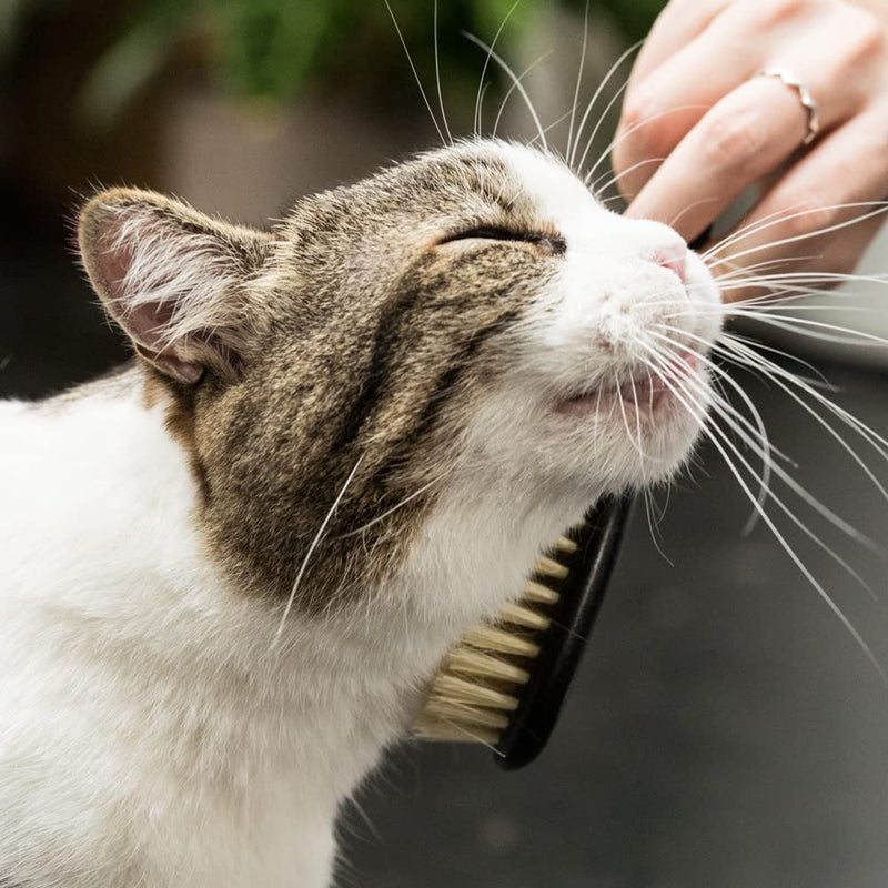 LucyBalu® cat brush short hair & long hair | Fur brush for cats| Cat comb for grooming cats | Pet hair brush for cats | Cat hair brush with agave fiber bristles & wooden handle vegan black - PawsPlanet Australia