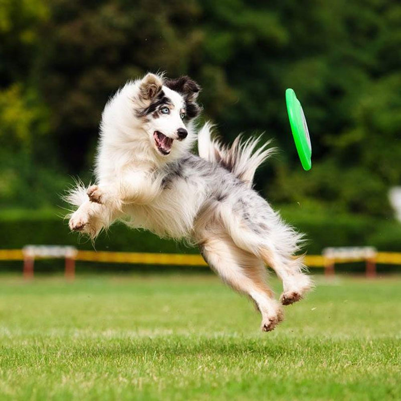 HAIZHILAN 2Pcs Dog Frisbee,Rubber Flying Disks Dog Flying Disks Toy,Pet Chew Rubber for Dog Training, Throwing, Catching and Playing,Suitable for Medium and Large Dogs - PawsPlanet Australia