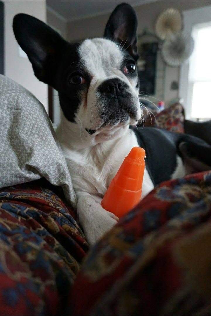 Spunky Pup, Carrot - PawsPlanet Australia