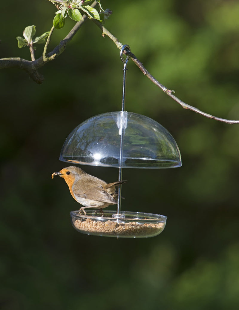 Clear Hanging Bird Feeder - I Love Robins Pearl Feeder with 15cm rain dome - attracts small garden birds. Fill with birdseed or mealworms 1 Clear - PawsPlanet Australia