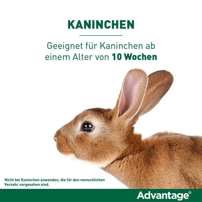 Bayer Vital GmbH GB - Tierg ADVANTAGE 80 mg for large cats and large ornamental rabbits 4X0.8 ml - PawsPlanet Australia