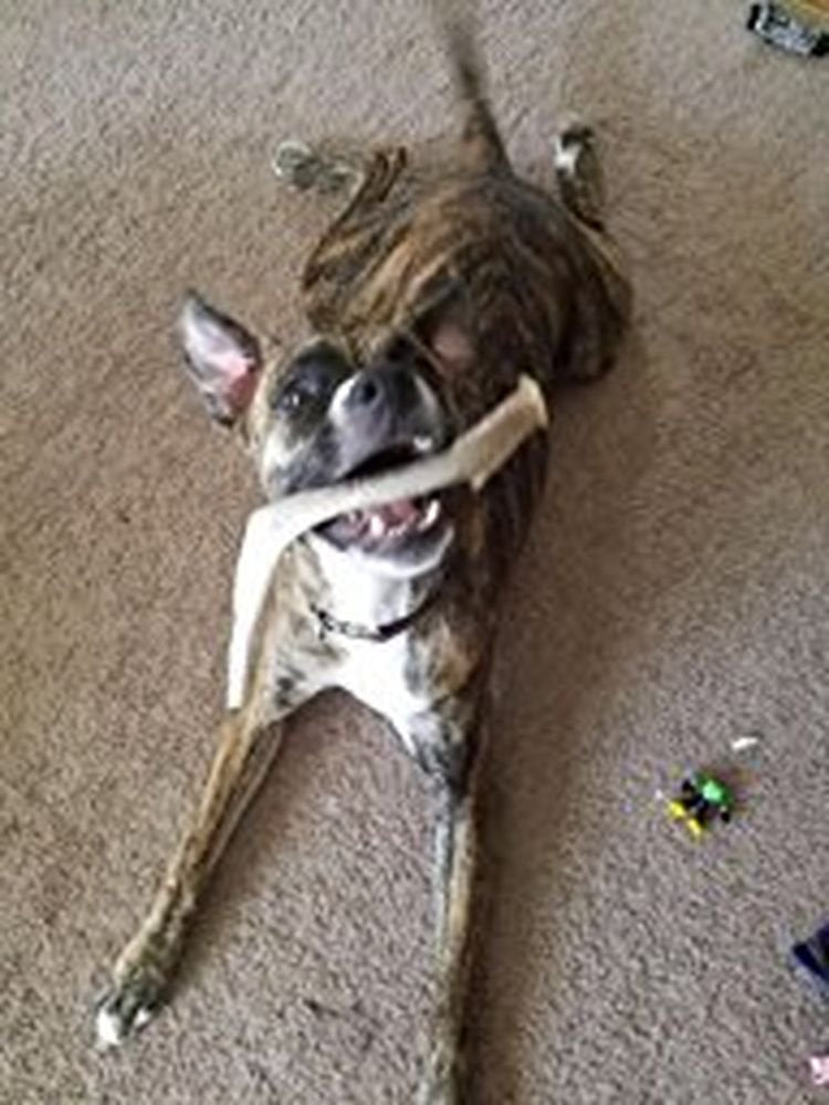 [Australia] - Big Dog Antler Chews Brand - XL Deer Antler Dog Chew - Extra Large, Jumbo, for Large Dogs and Puppies Who are Aggressive Chewers 