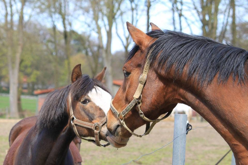 Lucfor tail mane brush for horses. It is used to remove tangles, dirt and loose hair - PawsPlanet Australia