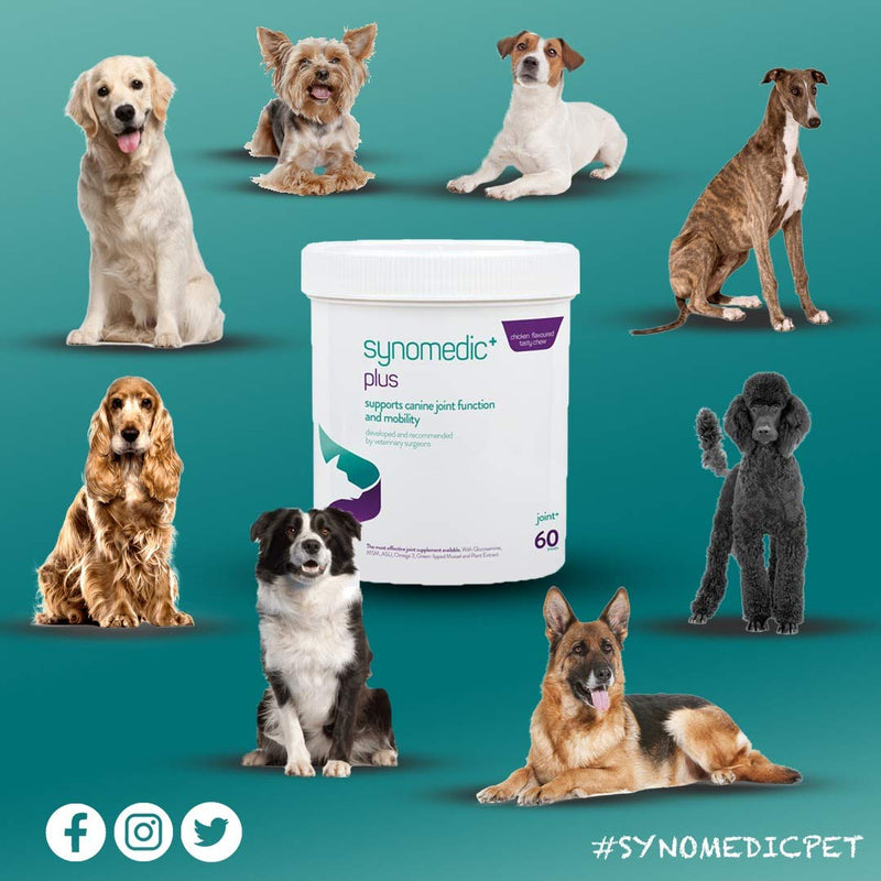 Synomedic+ plus Advanced Veterinary Joint Support Supplement for Dogs-ASU, Glucosamine,Omega 3, Green Lipped Mussel, MSM - PawsPlanet Australia