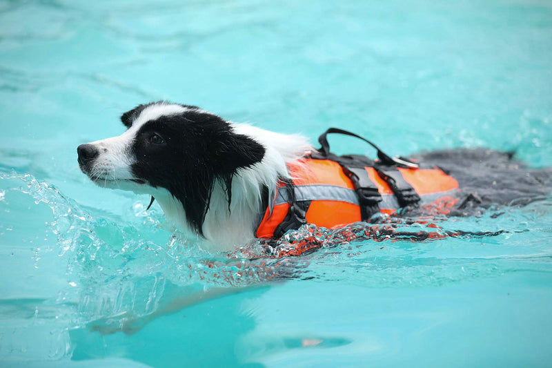 Apetian Dog Life Preserver Dog Life Jacket Dog Life Vest Dog Floatation Swimming Vest (Small) Orange 2020 Small - PawsPlanet Australia