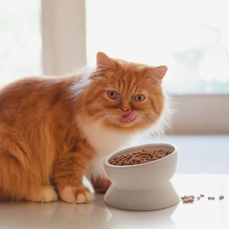 [Australia] - Y YHY Cat Bowl Elevated, Raised Cat Food Water Bowl, Tilted Cat Food Dish Ceramic, Anti Vomiting, No Spill Pet Water Bowl for Cats or Dogs,15 Ounces, Whisker Fatigue, Dishwasher Safe 