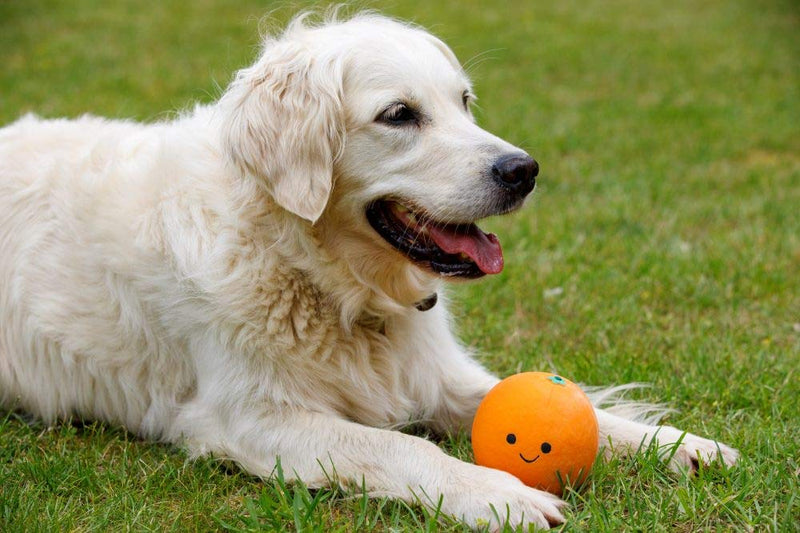 Petface Latex Orange Soft Chew Dog Toy, Small - PawsPlanet Australia