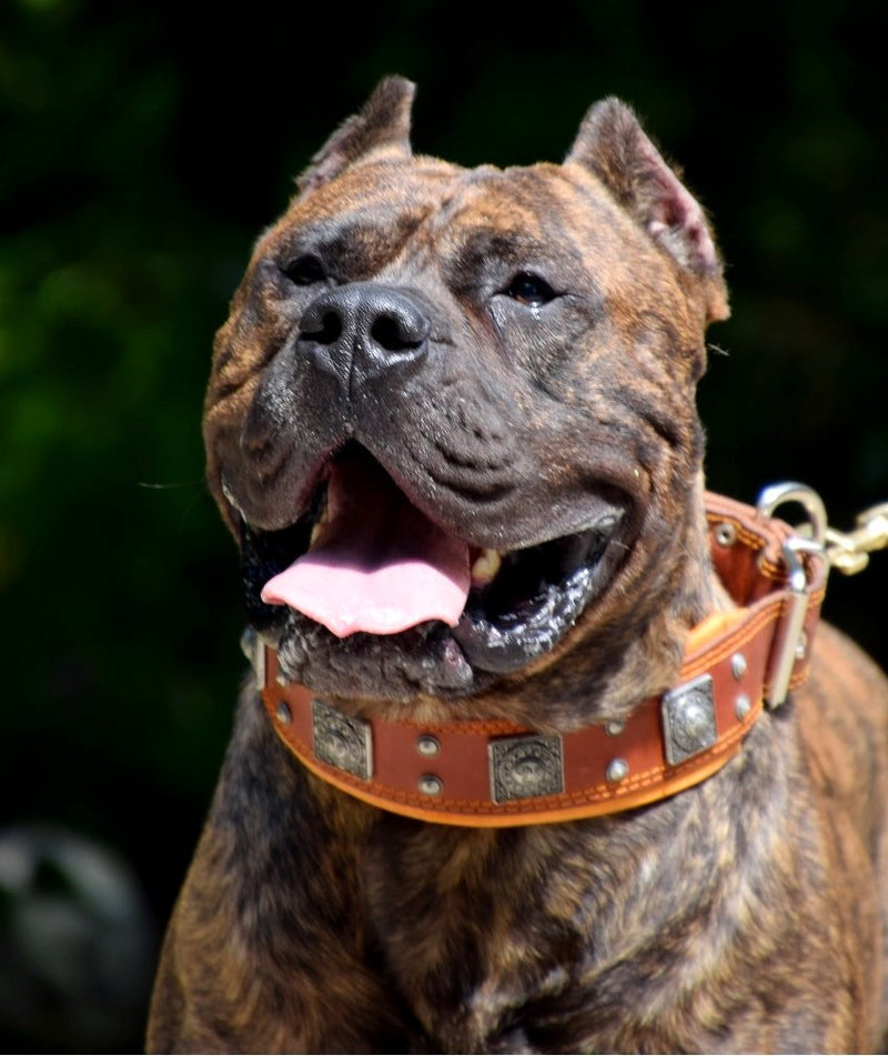 [Australia] - Bestia "EROS Brown Leather Dog Collar, Large Breeds, Cane Corso, Rottweiler, Boxer, Bullmastiff, Dogo, Quality Dog Collar, 100% Leather, Studded M- fits a neck of 16.7 - 20.6 inch 