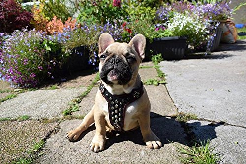 [Australia] - Bestia Studded Leather Harness. French Bulldog Size. 100% Leather. Handmade in Europe S- fits a chest size of 15.7 to 28.7 inch Black & Black 