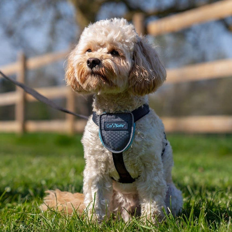 CarSafe Dog Travel Harness Car, safely secure dog in car, ensures road laws and insurance terms when travelling with your pet, for toy, small, medium and large dogs, Black X-Small - PawsPlanet Australia
