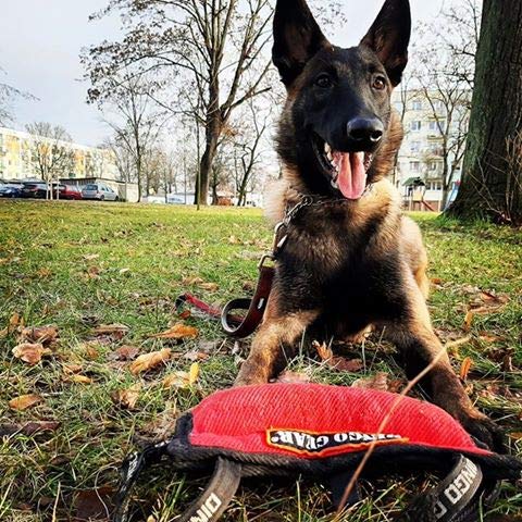 DINGO GEAR Dog Bite Pillow Handmade Wedge with 3 Handles for Training Medium Soft Nylcot, Black S00527 RED - PawsPlanet Australia