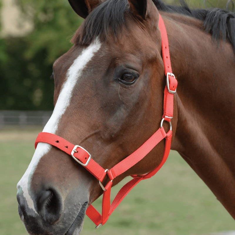 Roma Headcollar and Lead Set - Black Full - PawsPlanet Australia