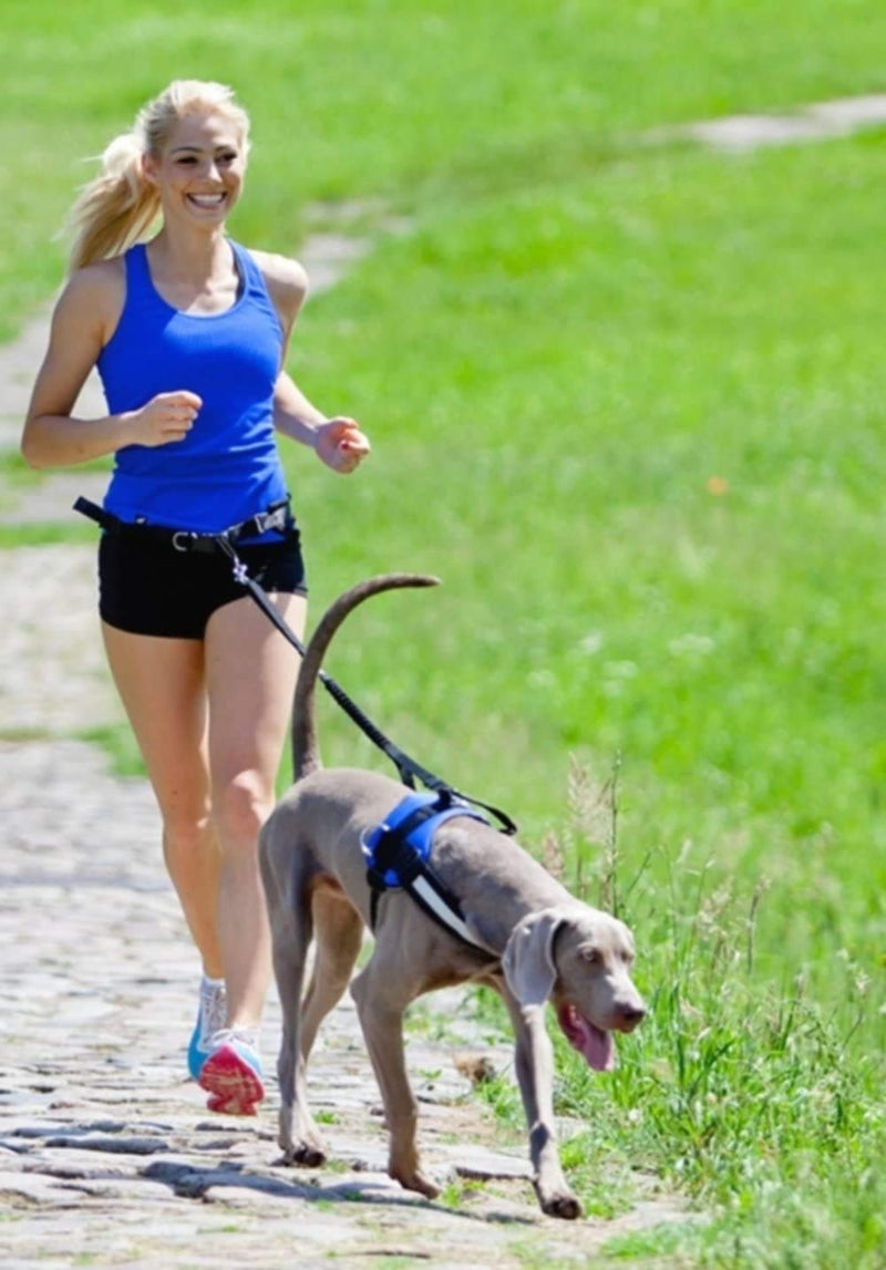 Dingo jogging belt 4 in 1 + dog leash with a shock absorber set L/XL belt: 3.0 x 70-130 cm dog leash: 2.5 x 120-150 cm black free hands for jogging, running 12779 L/XL (pack of 1) - PawsPlanet Australia