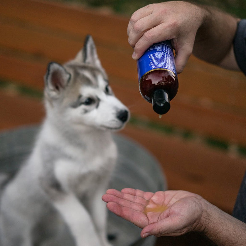 [Australia] - RX4 Dog Cat Shampoo Conditioner - Naturally Organic Oatmeal Aloe Puppy Treatment, Supplies Relief for Smelly Pets, Mange, Dry Itchy Skin, No More Scratching,16oz 