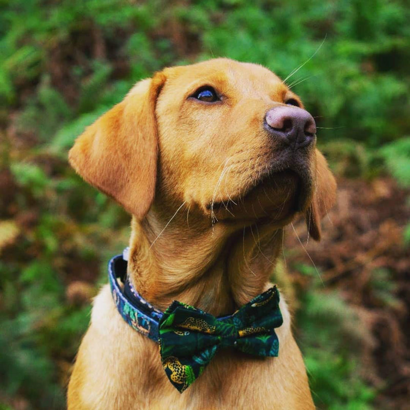 Animal Outfitters UK Luxury Rainforest and Grey Chrome Dog | Puppy Collar | Removable Bow Tie | RAINFOREST COLLECTION | Strong and Comfortable | Adjustable for Small or Large Dogs (Medium 31-50 cm) Medium (31 - 50 cm) - PawsPlanet Australia