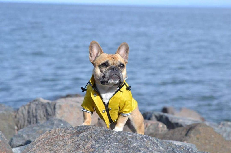 Ellie Dog Wear Yellow Zip Up Dog Raincoat with Reflective Buttons, Pockets, Rain/Water Resistant, Adjustable Drawstring, & Removable Hood - Size XXS to XXL - Stylish Premium Dog Raincoats Small - PawsPlanet Australia