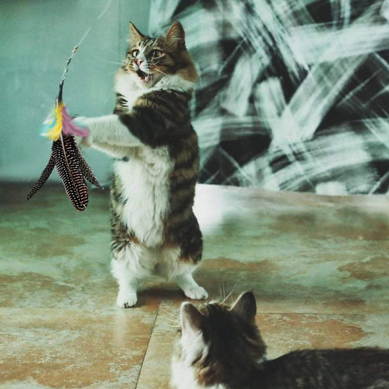 [Australia] - Highland Farms Select Handmade Natural Feather Cat Toy Da Bird Refills - Interactive Cat and Kitten Toy Only 6 Packs Feather Cat Toys 