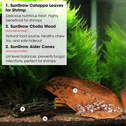 SunGrow Giant Shrimp Leaves, 7-9 Inches, Provide Shelter and Food, Additional Source of Nutrition, Perfect for Breeding and Hiding, Sun-Baked Catappa Leaves, 10 Pack - PawsPlanet Australia