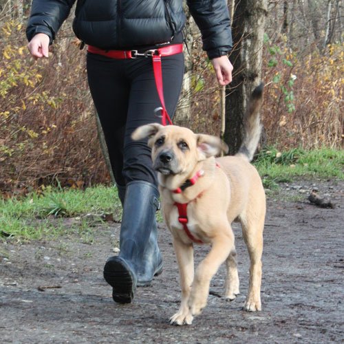 Canine Equipment Technika Beyond Control 1-Inch Dog Leash, Black 1-Inch Width - PawsPlanet Australia