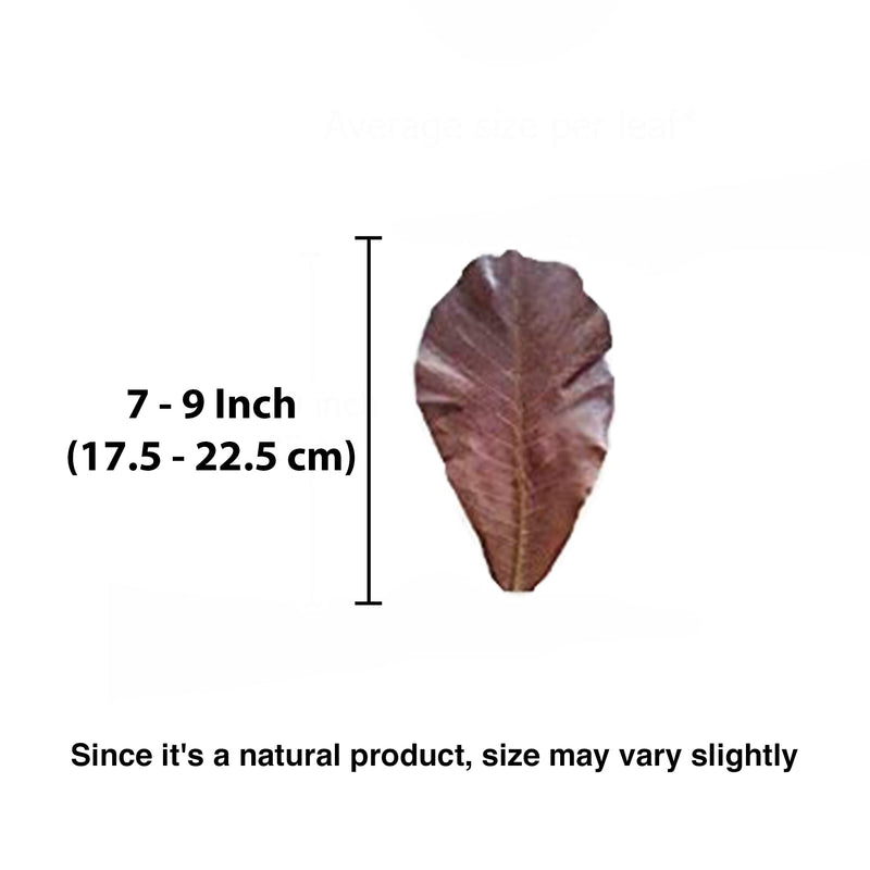 SunGrow Indian Almond Catappa Leaves for Aquarium Turtles, 7-9 Inches, Leaf Litter, Lowers Stress & Balances pH Levels, 10 Pieces per Pack - PawsPlanet Australia