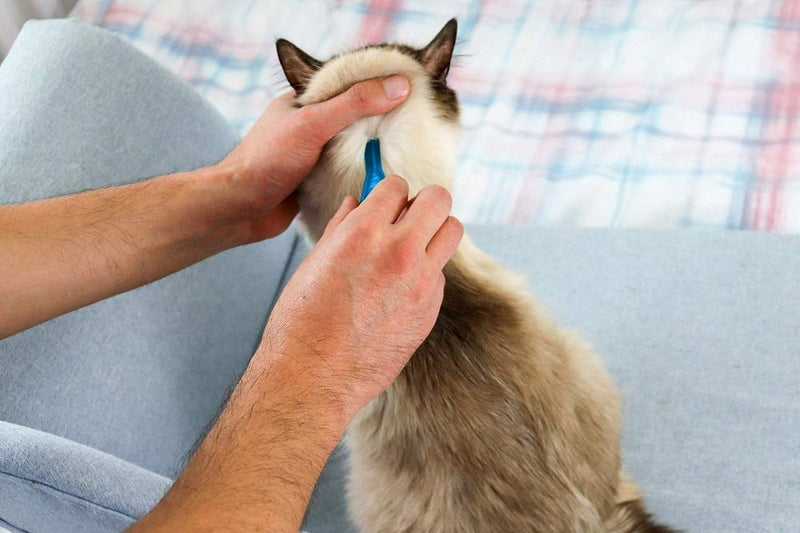 FRONTLINE Spot On Flea & Tick Treatment for Cats - 6 Pipettes - PawsPlanet Australia