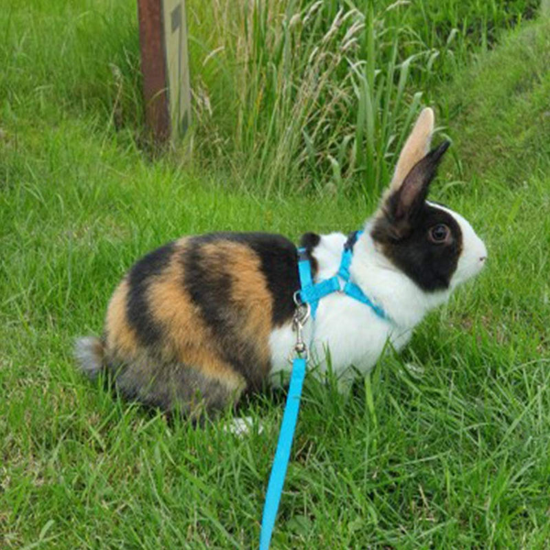 ASOCEA Pet Rabbit Harness Leash Adjustable Nylon Bunny Lead Small Animal Vest Accessories for Bunny Cat Puppy Kitten Ferret and Other Small Pet Animals Walking Running Jogging Outdoor-Blue - PawsPlanet Australia