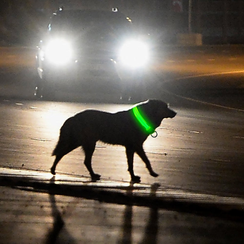 [Australia] - Vizbrite LED Dog Collar,Nylon Reflective Dog Collar, Flashing Light Pet Collar, Makes Your Pet Safe and Seen for Small Medium Large Dogs USB-Large [22.2--24.4 inch / 56--62cm] Neon Green 