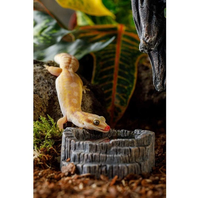 Exo Terra Tiki Water Dish - PawsPlanet Australia