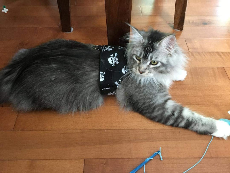Mynwood Cat Jacket/Harness Skulls Kitten up to 8month - PawsPlanet Australia