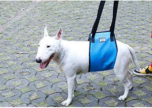 Morezi Dog Lift Harness - Support Sling Helps Dogs With Weak Front or Rear Legs Stand Up, Walk, Get Into Cars, Climb Stairs. Best Alternative to Dog Wheelchair - Blue - S - PawsPlanet Australia