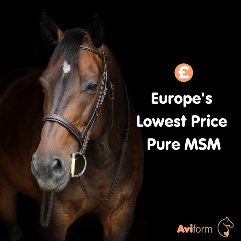 Aviform MSM Equine Joint Supplement for Horses and Ponies. Highest Purity for Excellent Joint Maintenance, Healthy Growth of The Hoof, Tendons, Soft Tissue, Muscles and Ligaments - 3kg - PawsPlanet Australia