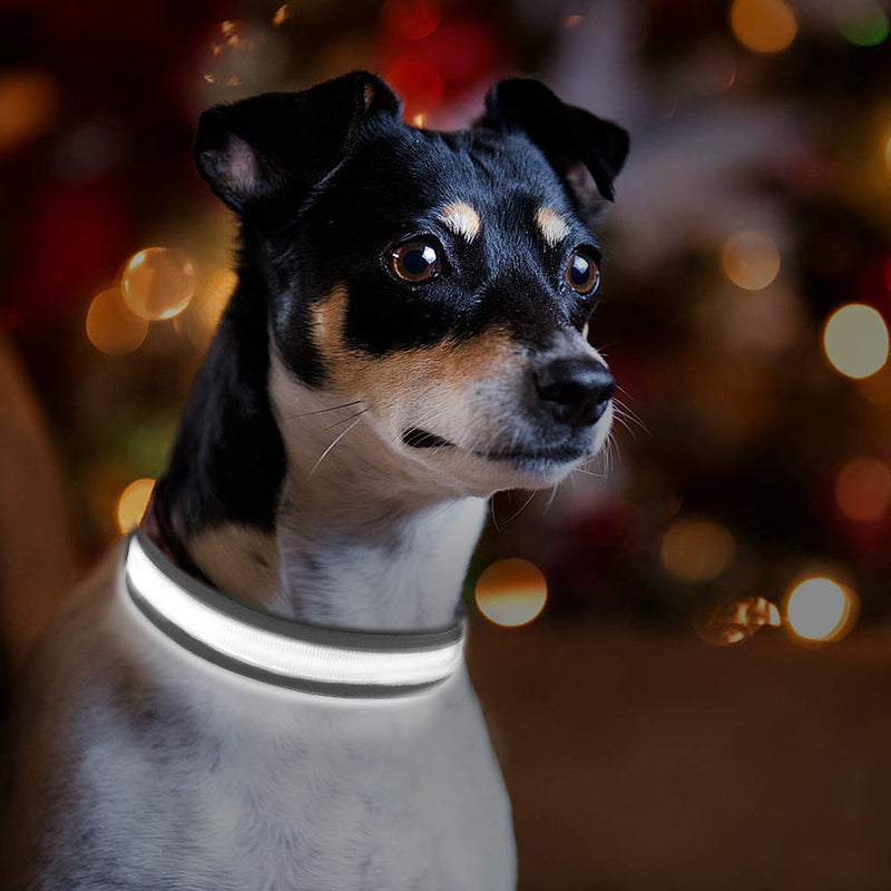 PcEoTllar Led Dog Collar Rechargeable, Light Up Dog Collars Waterproof Dog Collar Light RGB Colorful Lighted Dog Collar Purple Dog Lights for Night Walking Flashing Dog Collar for S / M / L Dogs S(11''-15.7''/28-40cm) Black - PawsPlanet Australia