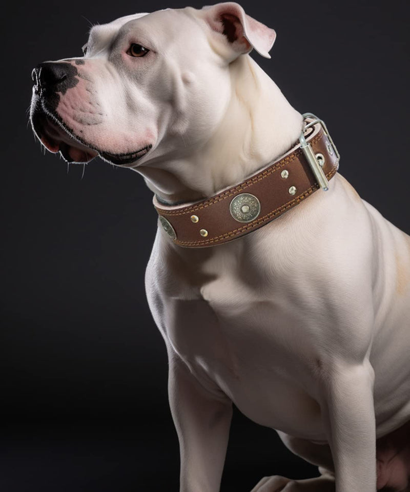 Dog collar leather, 5 cm wide robust genuine leather collar, handmade, soft and luxurious, eye-catching best choice for large and medium dog breeds 57-67.5 cm - PawsPlanet Australia