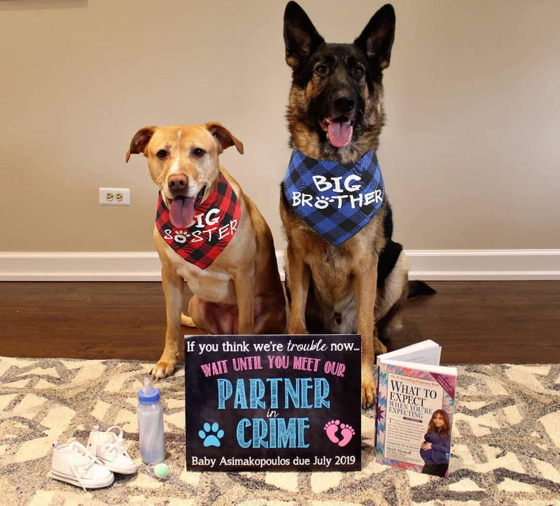 [Australia] - JPB Big Brother Big Sister Dog Bandana Baby Pregnancy Announcement Gender Reveal Bandanas for Dogs 