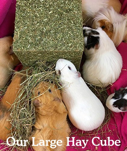 Rosewood Naturals I Love Hay Forage Cube Treat and Toy for Small Animals, Large - PawsPlanet Australia