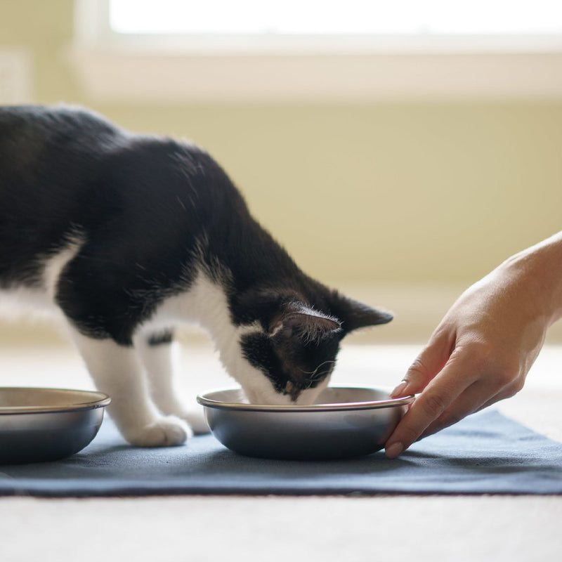 [Australia] - Americat Company Stainless Steel Cat Bowls – Made in The USA from U.S. Materials – Prevent Whisker Fatigue – Dishes for Cat Food and Water Set of 2 