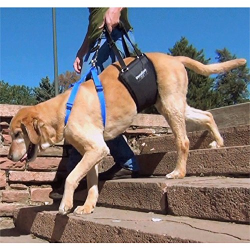 [Australia] - GingerLead Dog Support & Rehabilitation Harnesses - Padded Sling with Leash for Comfort and Control Medium-Large Unisex 