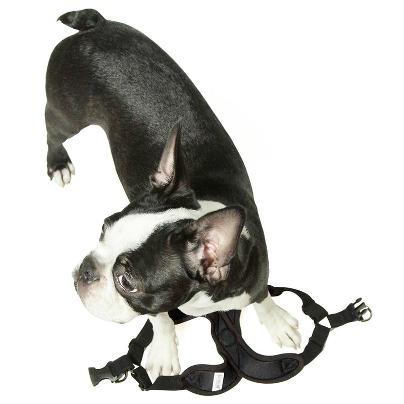 [Australia] - Gooby - Comfort X Step-in Harness, Small Dog Harness with Patented Choke Free X Frame Small chest (12.5-15") Black 