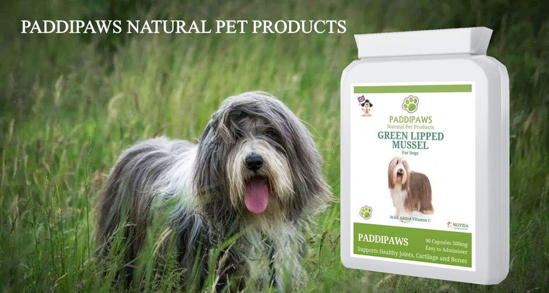 PADDIPAWS High Strength Green Lipped Mussel for dogs with added Vitamin C - Sustainably farmed - 90 Green Lipped Mussel Powder Capsules - Easy to Administer - Twist and Sprinkle - PawsPlanet Australia