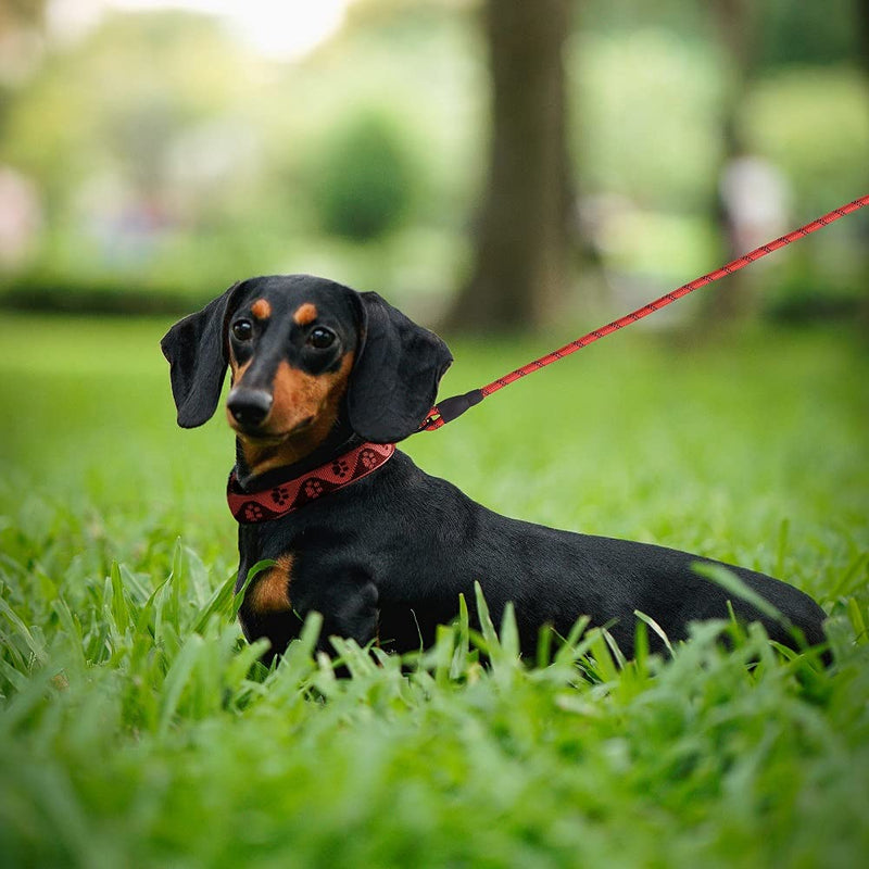Panykoo 5/6 FT Strong Pet Dog Leash with Highly Reflective Threads,360° No Tangles and Comfortable Padded Handle,Suitable for Small,Medium and Large Dogs 5FT Black - PawsPlanet Australia