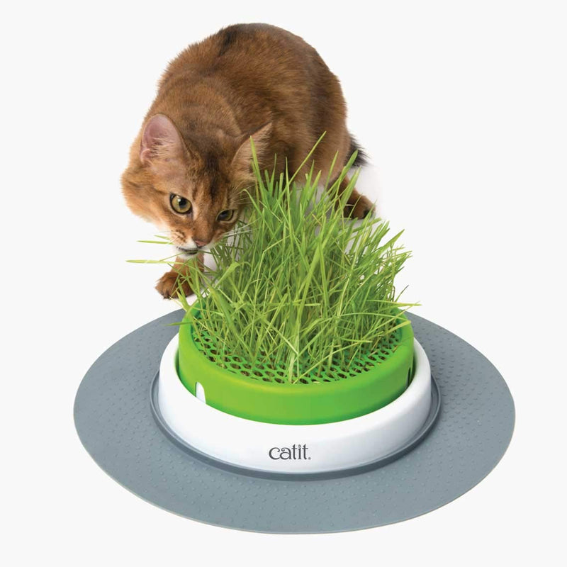 Catit Cat Grass Kit for the Catit Senses Grass Planter, Pack of 3 - PawsPlanet Australia