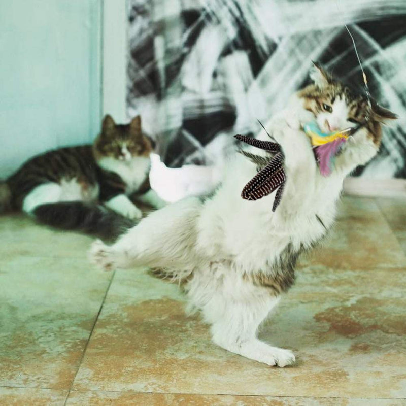 [Australia] - Highland Farms Select Handmade Natural Feather Cat Toy Da Bird Refills - Interactive Cat and Kitten Toy Only 6 Packs Feather Cat Toys 