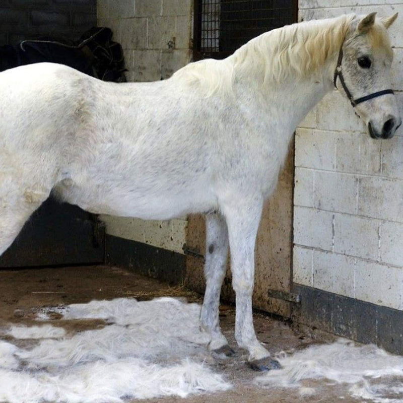 EquiGroomer Self-Cleaning Deshedding Grooming Horse Tool Brush Curry Comb Gently Removes Shedding Loose Hair, Dust, Dander Effectively and Painlessly. Safe for Sensitive Skin Blue - PawsPlanet Australia