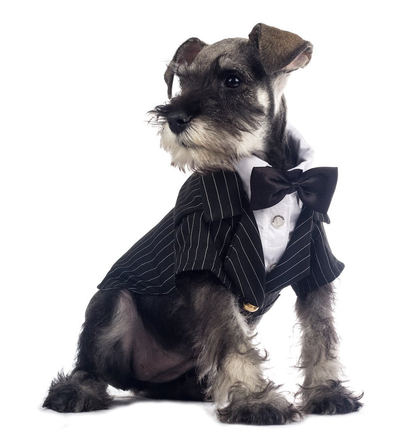 Doggy Dolly Authentic Classic Tuxedo Medium - PawsPlanet Australia